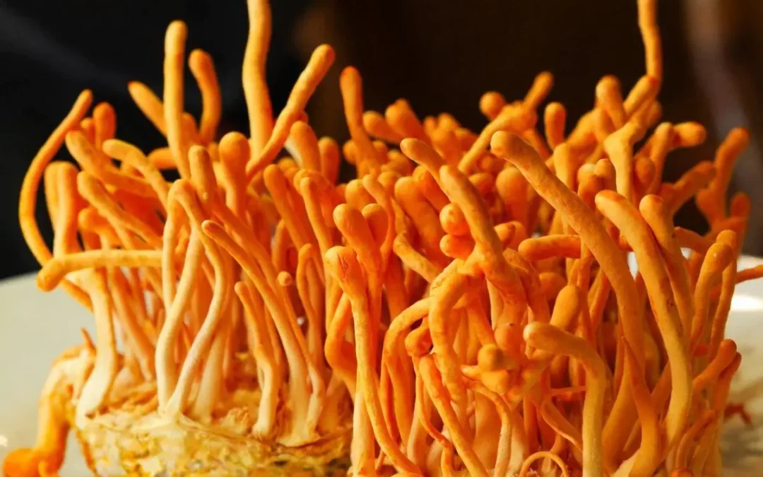 Mushroom Of The Month: Cordyceps Mushroom
