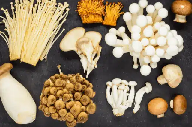 How Functional Mushrooms Support The Immune System